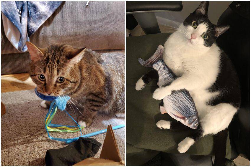 kolase potret gemas kucing dan mainan ikannya (reddit.com/user/Threefignewtons | reddit.com/user/mayyy210)