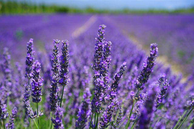 ilustrasi bunga lavender (pexels.com/pixabay)