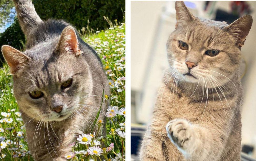 8 Fakta Formulino, Kucing Ikonik di Sirkuit Imola Italia
