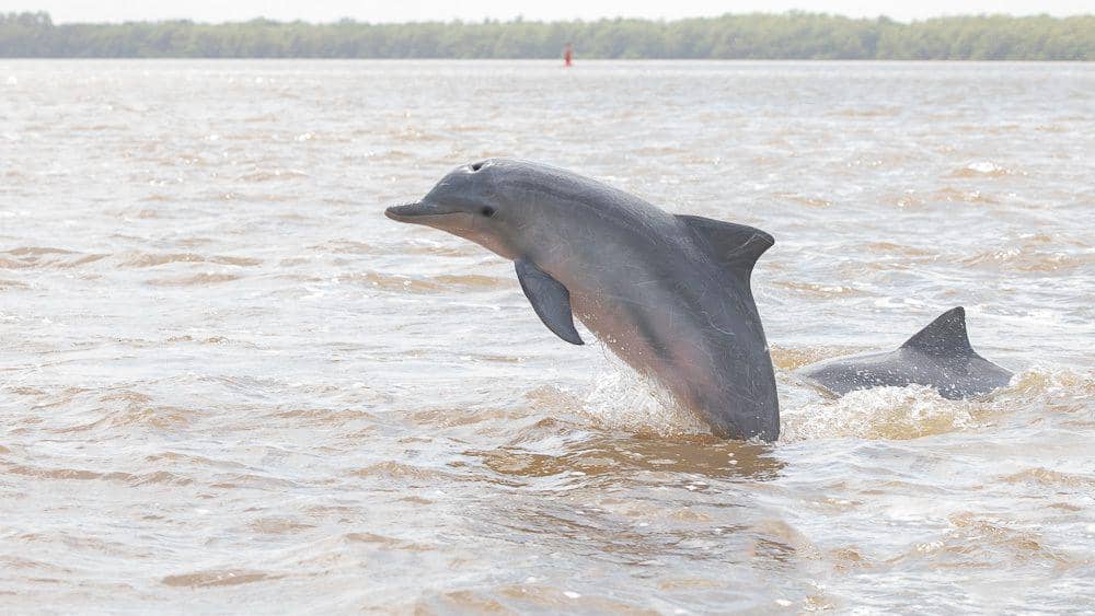 5 Fakta Lumba-lumba Guyana, Moncongnya Bisa Mendeteksi Listrik!