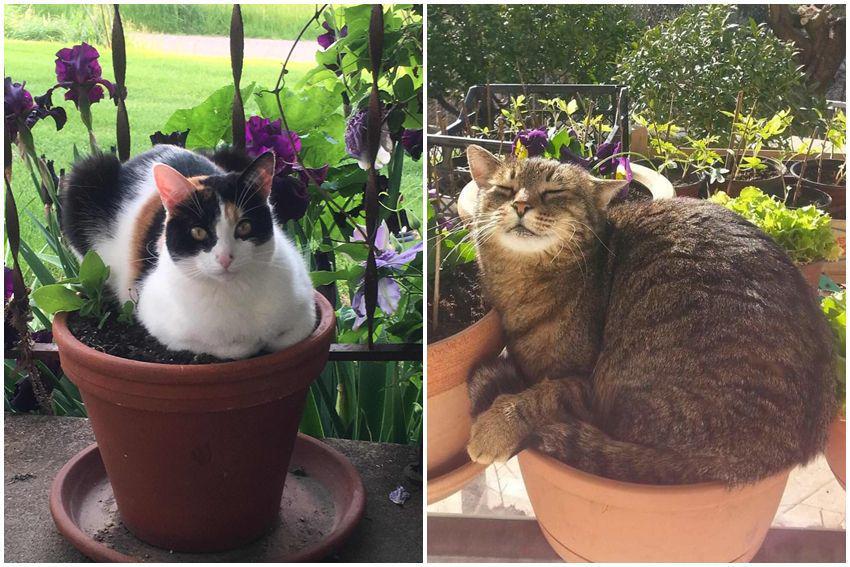10 Foto Kucing Tidur di Pot Bunga, Bisa Cari Tempat Lain, Gak?