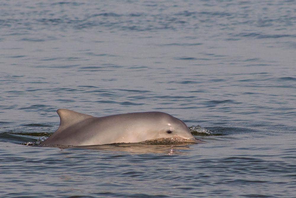 Lumba-lumba Guyana (commons.wikimedia.org/João D'Andretta)