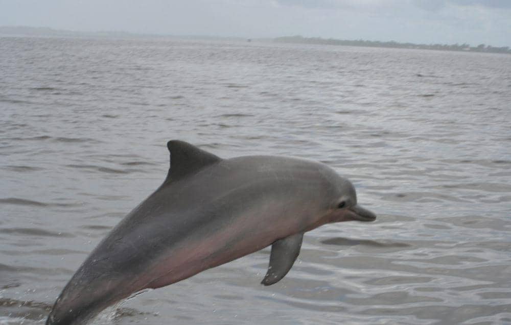 Lumba-lumba Guyana (commons.wikimedia.org/Jan Willem Broekema)
