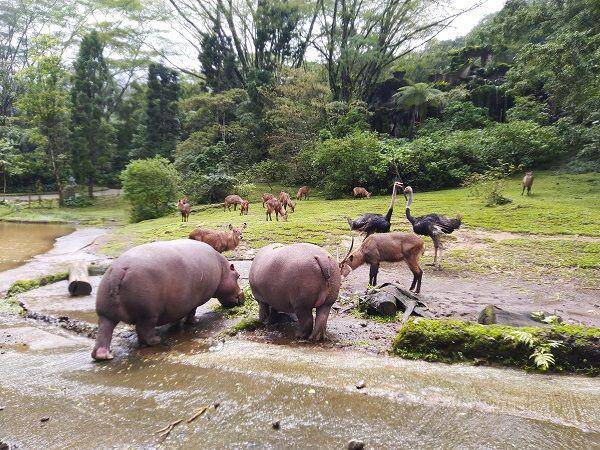 Taman Safari Bogor (google.com/maps/Ahnaf Rizqullah)