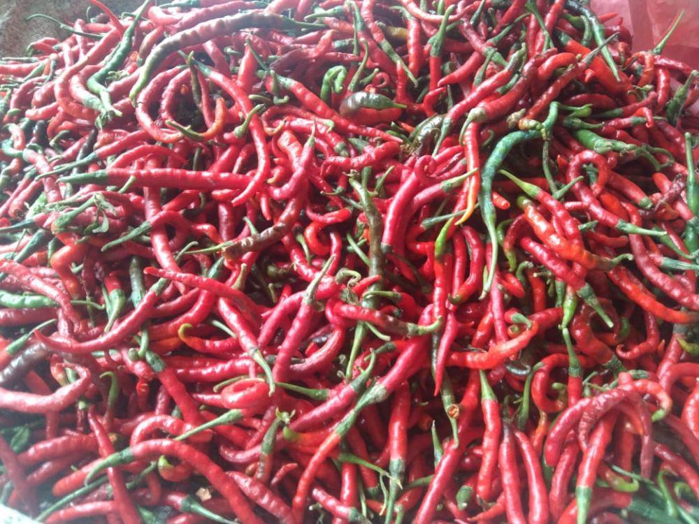 Sempat Meroket, Harga Cabai Merah Kembali Turun Jelang 17 Agustus
