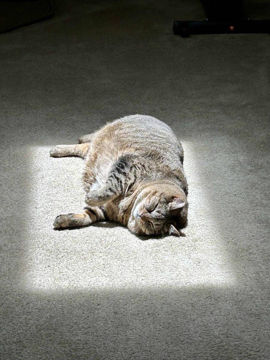 potret kucing gemoy lagi berjemur (reddit.com/user/Sweethomegirl)