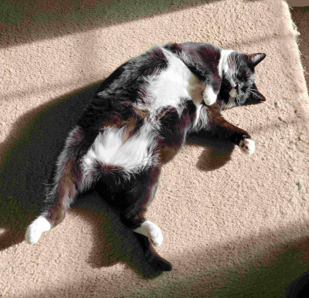 potret kucing gemoy lagi berjemur (reddit.com/user/solarflair19)