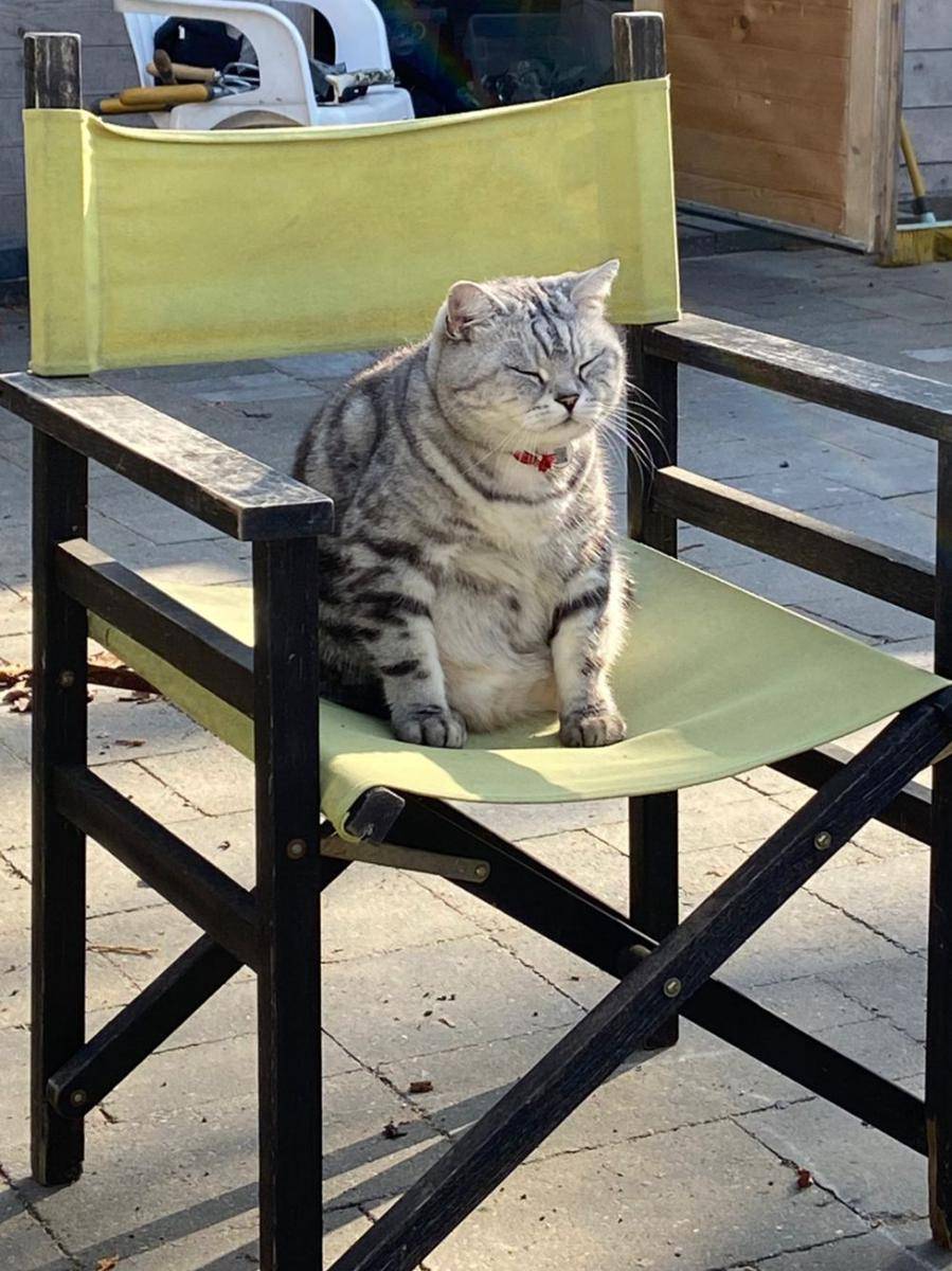potret kucing gemoy lagi berjemur (reddit.com/user/Emmasj_)