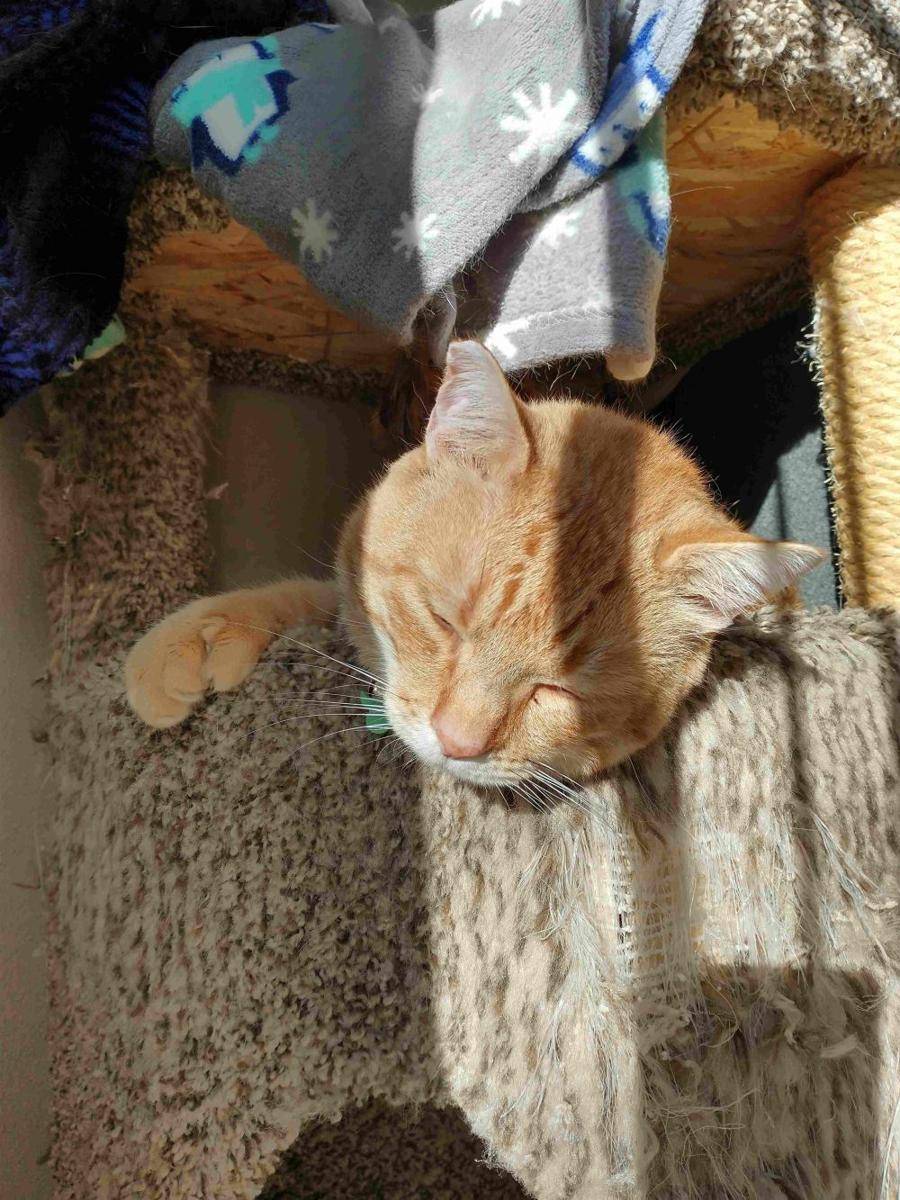 potret kucing gemoy lagi berjemur (reddit.com/user/Count_kook)