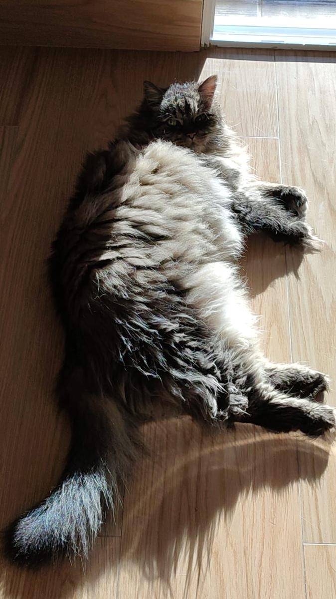 potret kucing gemoy lagi berjemur (reddit.com/user/PurrfectFeministo)