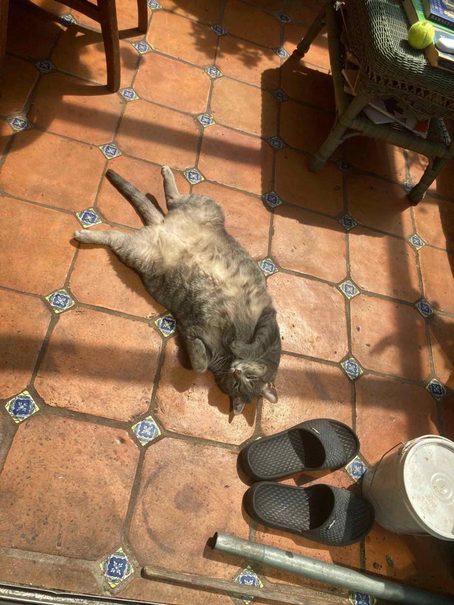 potret kucing gemoy lagi berjemur (reddit.com/user/New_Necessary7752)