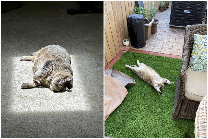 kolase potret kucing gemoy lagi berjemur (reddit.com/user/Sweethomegirl | reddit.com/user/katcomput)