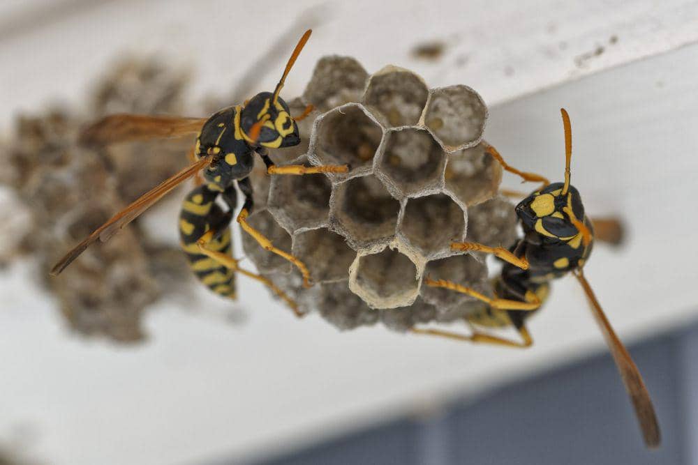 ilustrasi sarang tawon (pexabay.com/arndroessel)
