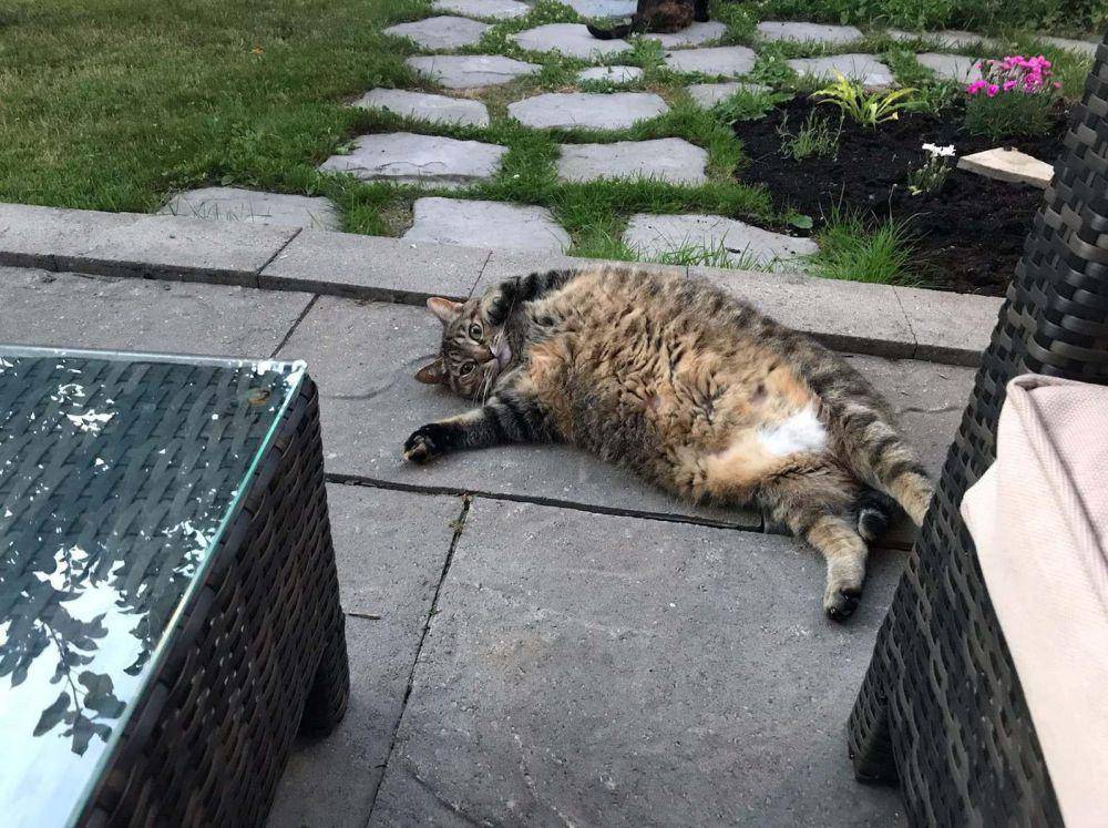 potret gemoy kucing nongkrong di halaman rumah (reddit.com/user/InfamousStyle5810)