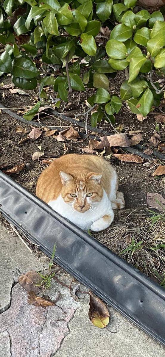 potret gemoy kucing nongkrong di halaman rumah (reddit.com/user/Foreverlostgirl20)