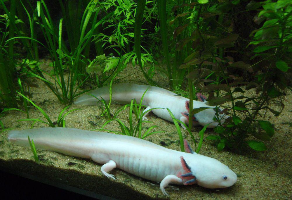 6 Fakta Unik Axolotl, Hewan yang Punya Kemampuan Regeneratif!