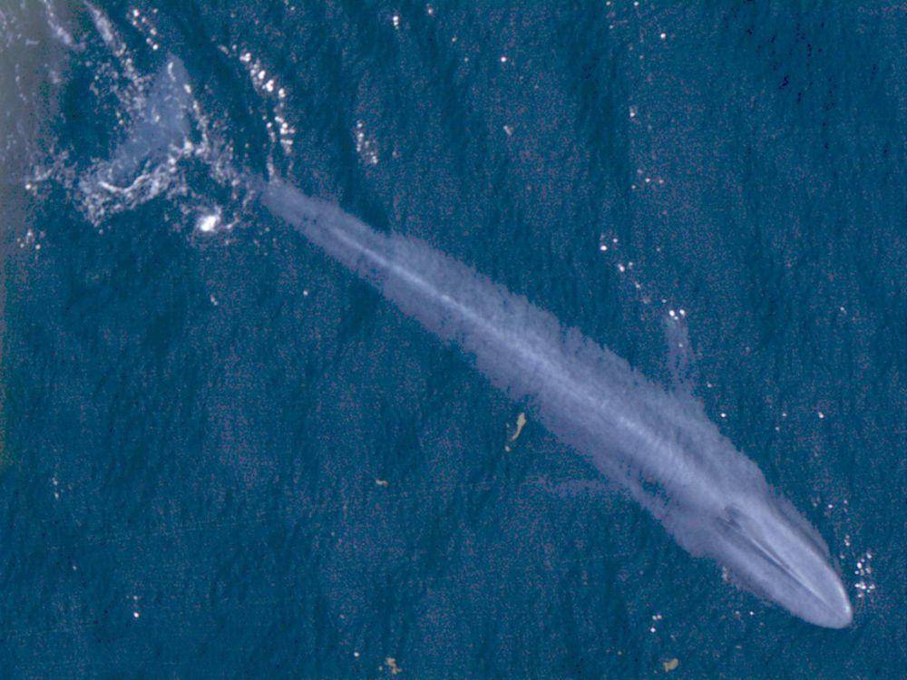 Paus biru (commons.m.wikimedia.org/NOAA)