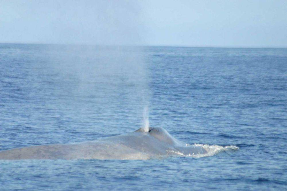 Paus biru (commons.m.wikimedia.org/NOAA Fisheries)