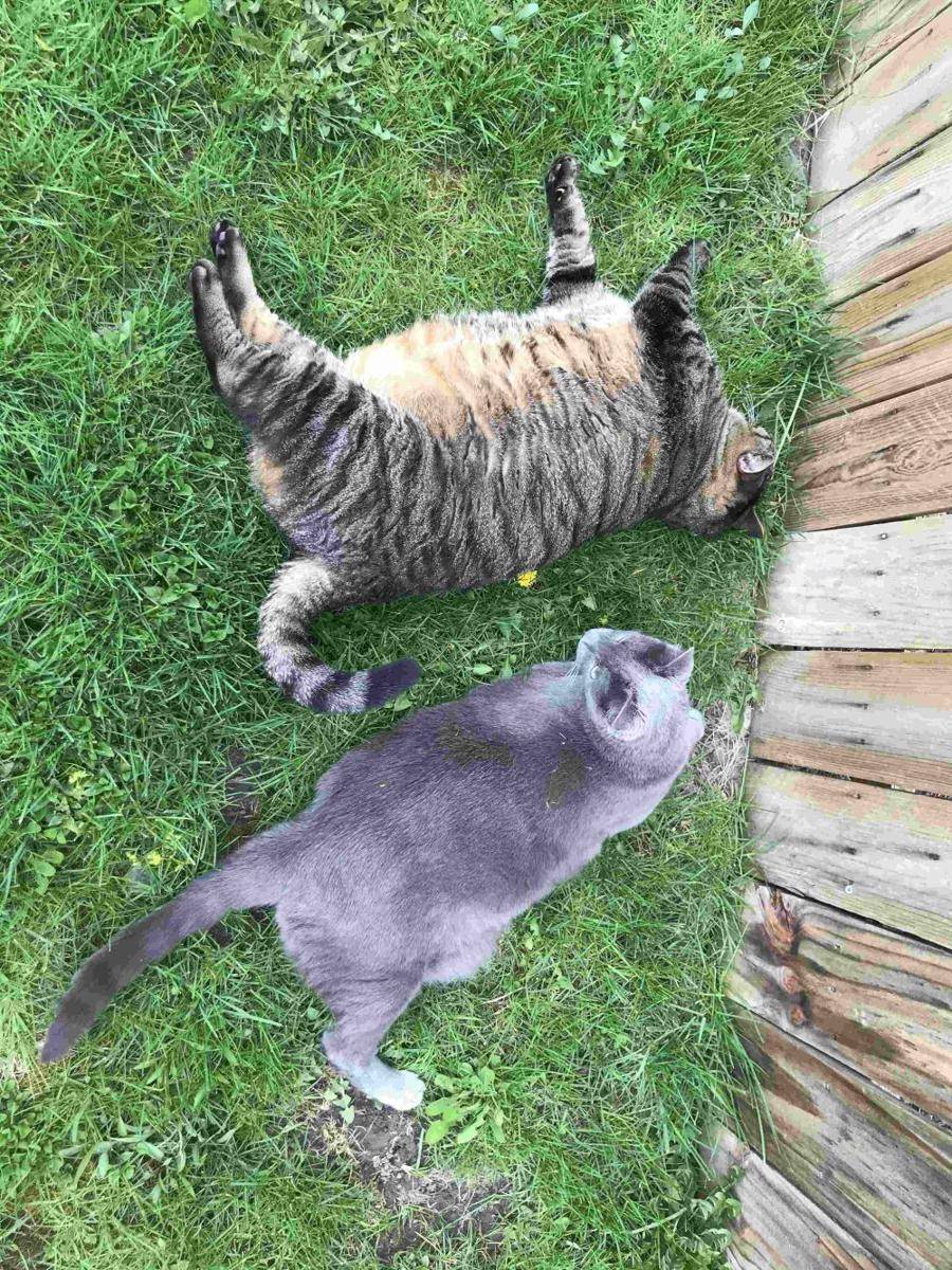potret gemoy kucing nongkrong di halaman rumah (reddit.com/user/Remnant1994)