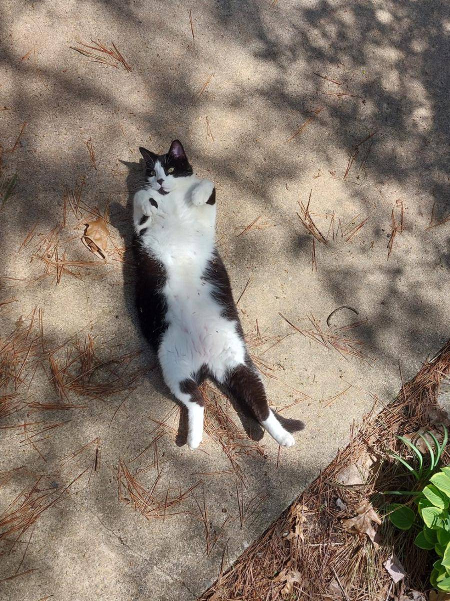 potret gemoy kucing nongkrong di halaman rumah (reddit.com/user/miniuniverse1)