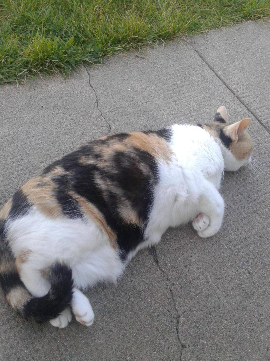potret gemoy kucing nongkrong di halaman rumah (reddit.com/r/Chonkers)