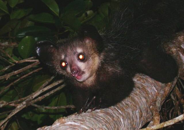 Aye-aye (commons.wikimedia.org / Tom Junek)