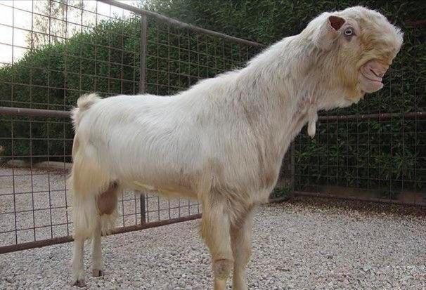 5 Fakta Menarik Kambing Damaskus, Berwajah Monster