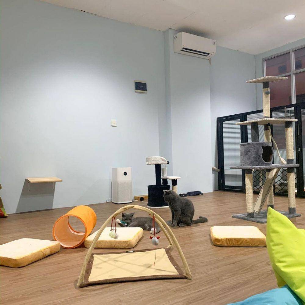 fasilitas di Miru Pet Hotel & Store (instagram.com/miruhotel)