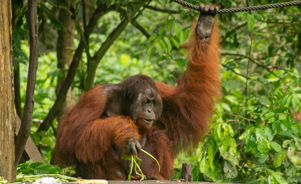 7 Kali Lebih Kuat dari Manusia, Ini 5 Fakta Menarik Orangutan