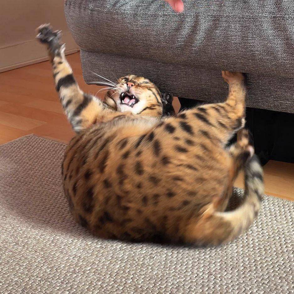potret momen lucu kucing sebelum menyerang sesuatu (reddit.com/user/Ok_Brief_5876)