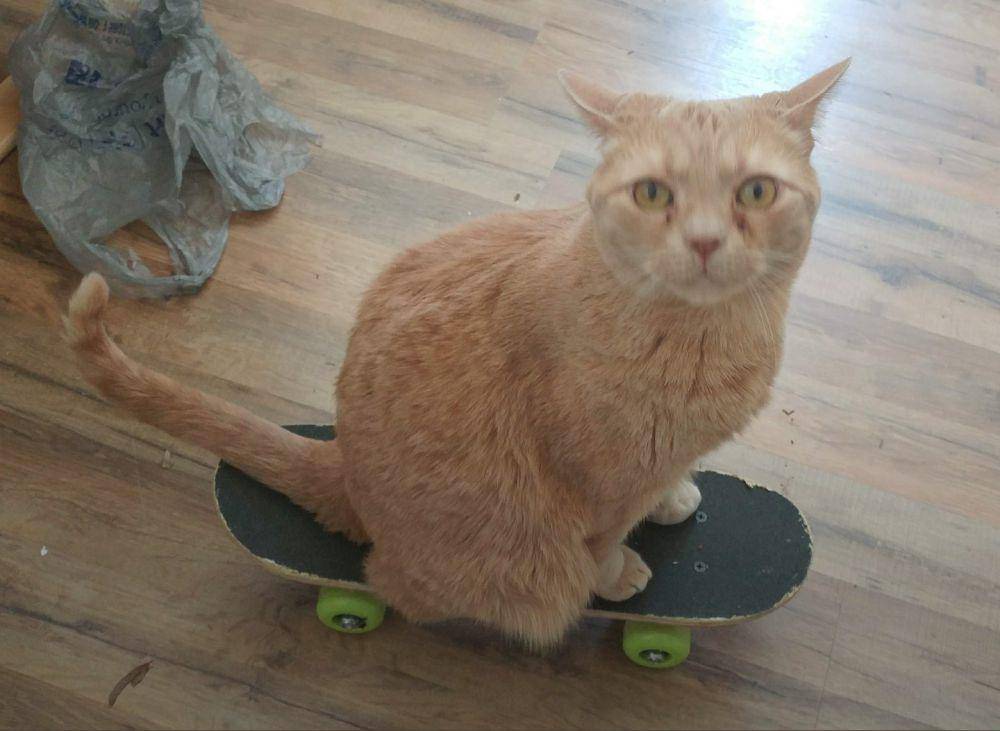 potret gemas kucing main skateboard (reddit.com/user/NijiKoneko)