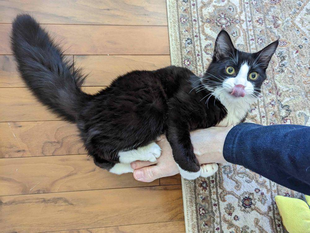 potret momen lucu kucing sebelum menyerang sesuatu (reddit.com/user/serendib)
