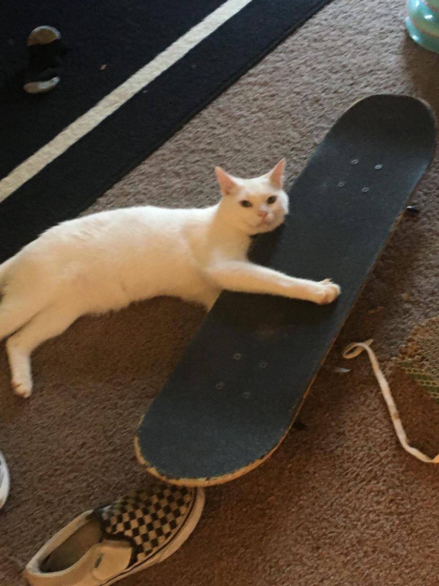 potret gemas kucing main skateboard (reddit.com/user/Sea_Dog7364)