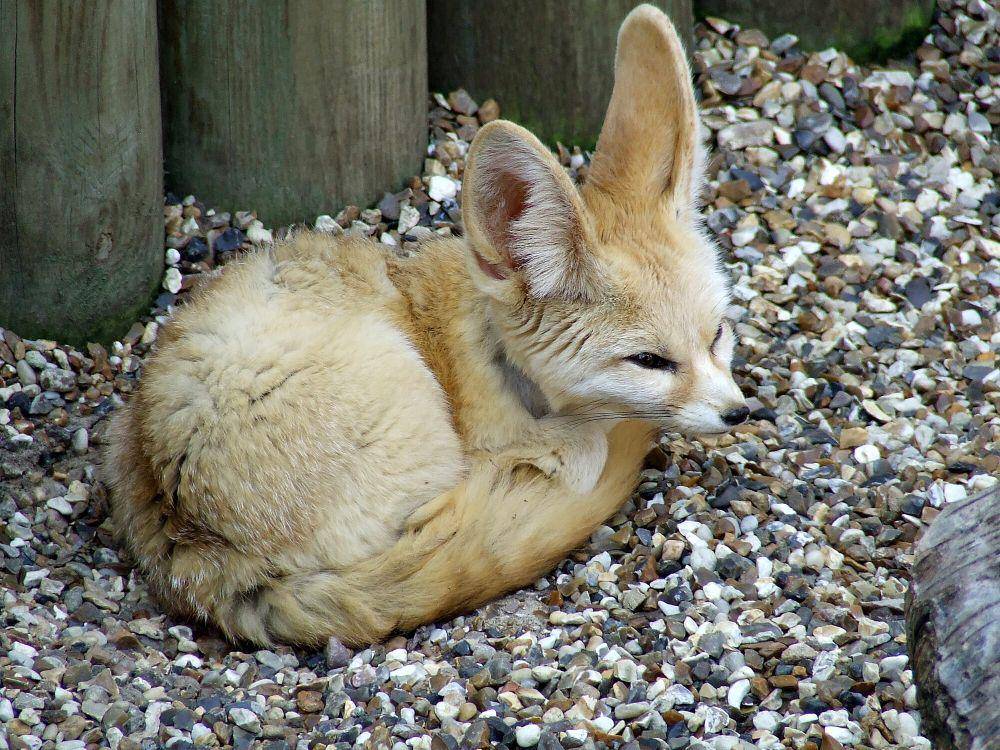 Rubah fennec (commons.m.wikimedia.org/Tim Parkinson)