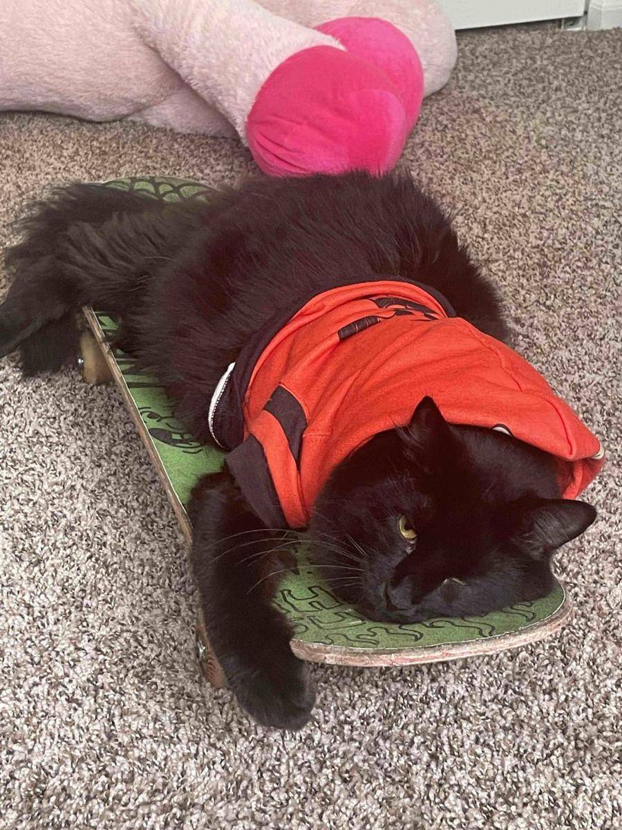 potret gemas kucing main skateboard (reddit.com/user/Skittles_the_Jester)