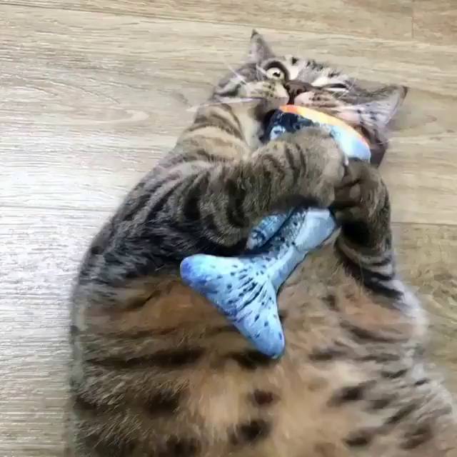 potret momen lucu kucing sebelum menyerang sesuatu (reddit.com/user/icant-chooseone)