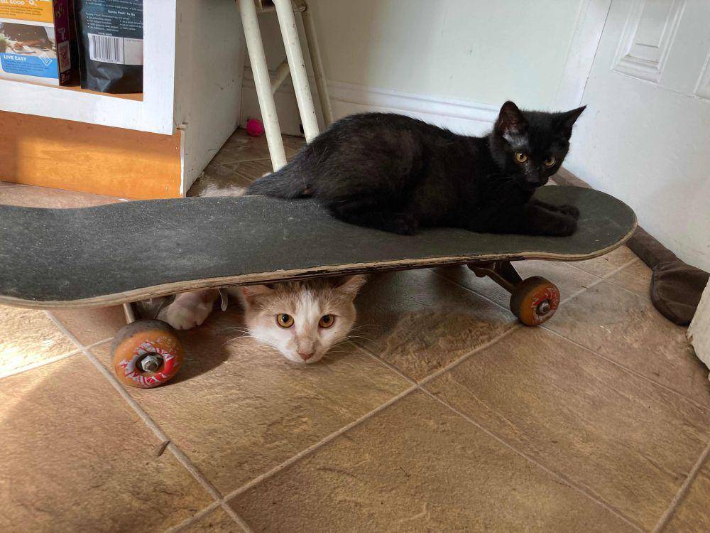 potret gemas kucing main skateboard (reddit.com/user/Jankers_)