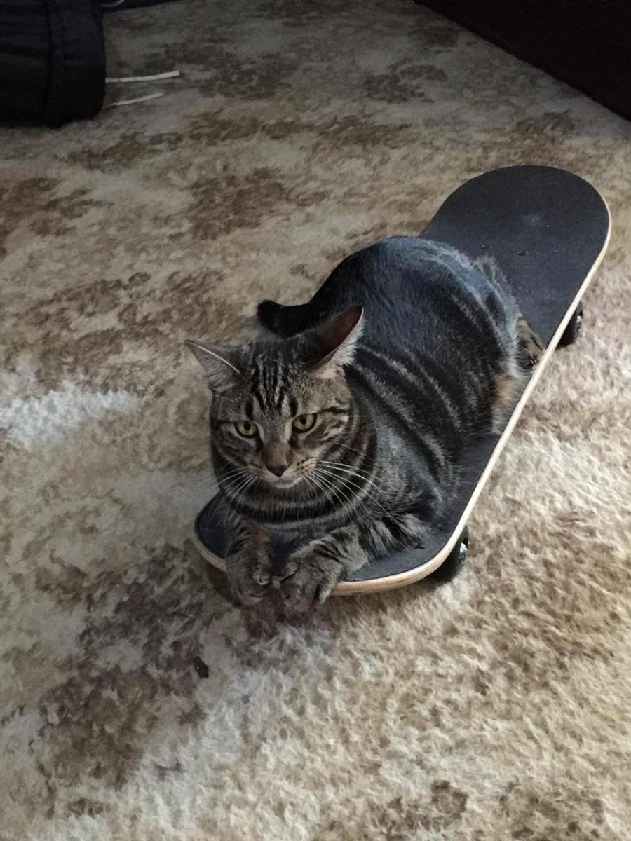 potret gemas kucing main skateboard (reddit.com/user/scbejari)