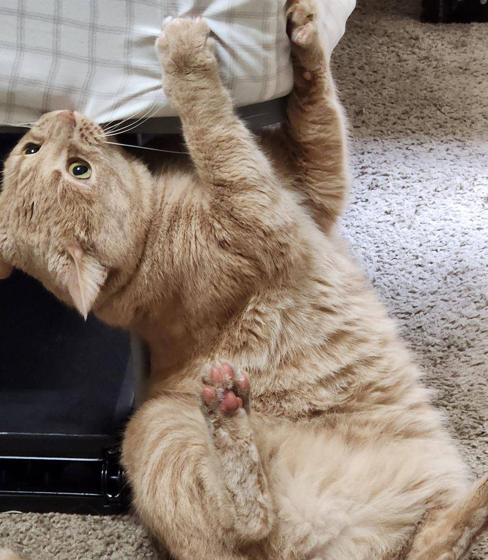 potret momen lucu kucing sebelum menyerang sesuatu (reddit.com/user/crizmyc)