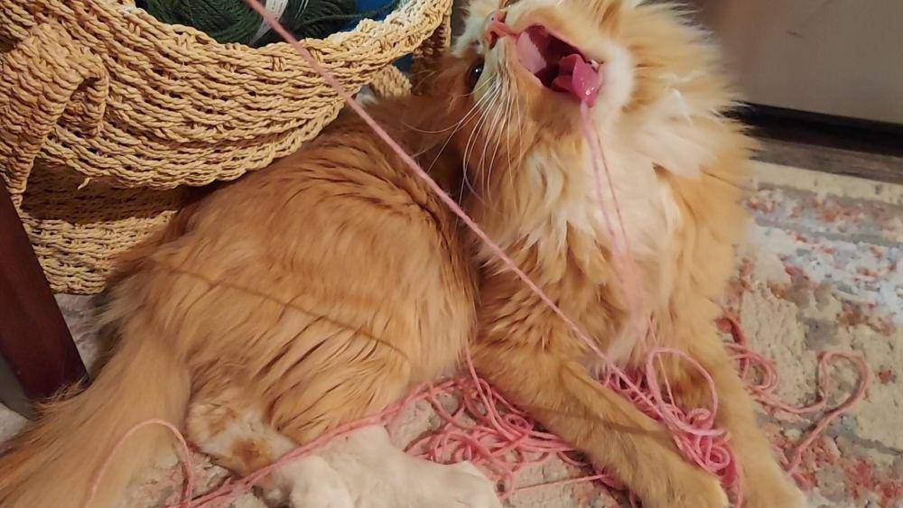potret momen lucu kucing sebelum menyerang sesuatu (reddit.com/user/boatdock18)