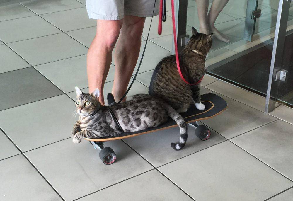 potret gemas kucing main skateboard (reddit.com/user/inhugzwetrust)