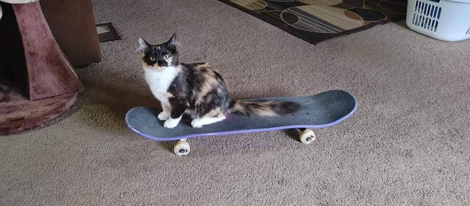 potret gemas kucing main skateboard (reddit.com/user/taylorisacat)