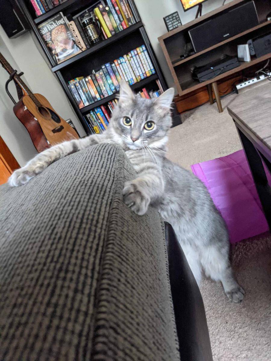 potret momen lucu kucing sebelum menyerang sesuatu (reddit.com/user/Miracle72507)