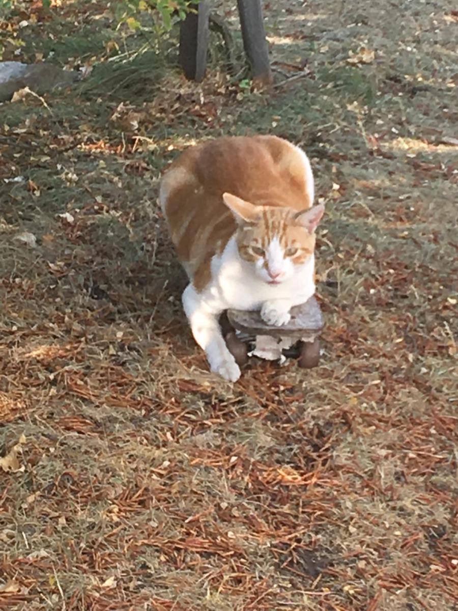 potret gemas kucing main skateboard (reddit.com/user/Tonkawonk)