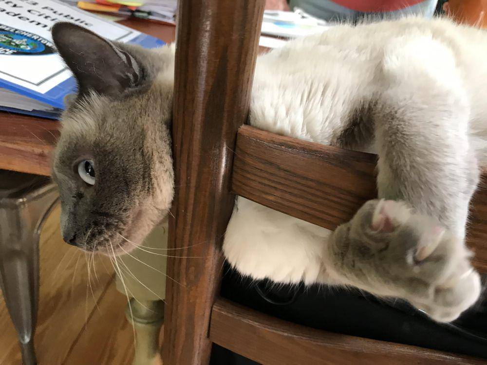 potret momen lucu kucing sebelum menyerang sesuatu (reddit.com/user/CowSquare3037)