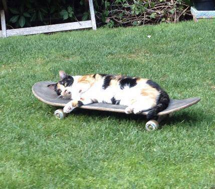 potret gemas kucing main skateboard (reddit.com/user/Zebu_CH)