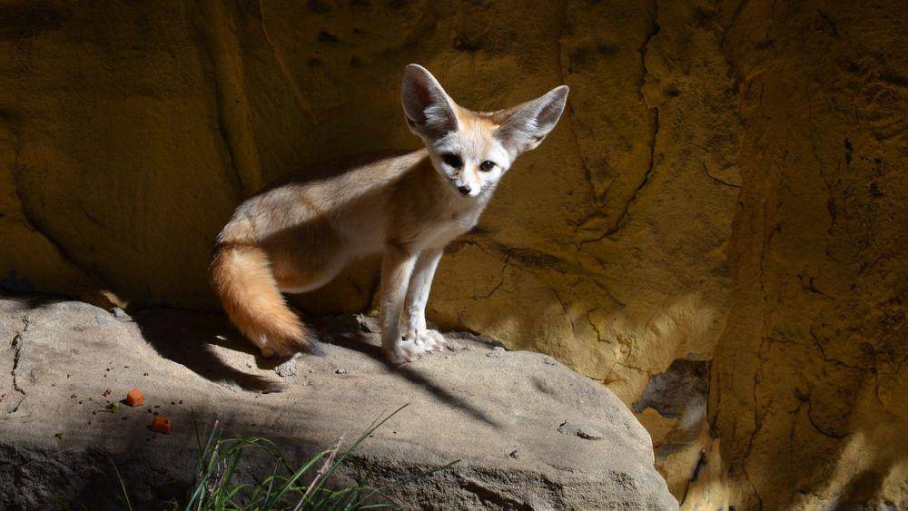 Rubah fennec (pixabay.com/Stevie Lee)
