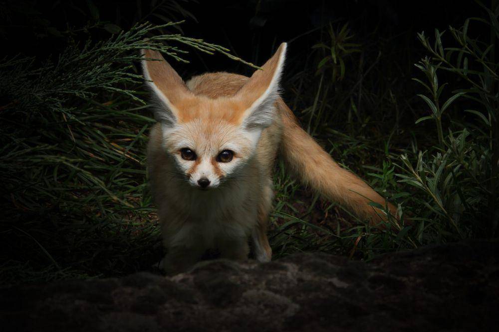 Rubah fennec (pixabay.com/Winkelmann)