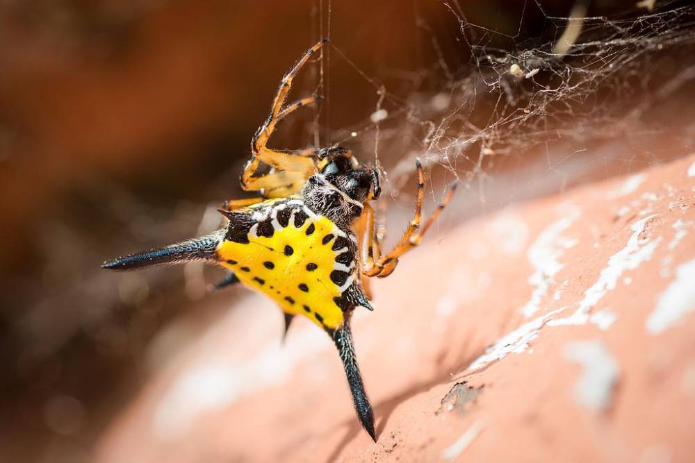 Ilustrasi gasteracantha hasselti (commons.wikimedia.org/Rushenb)