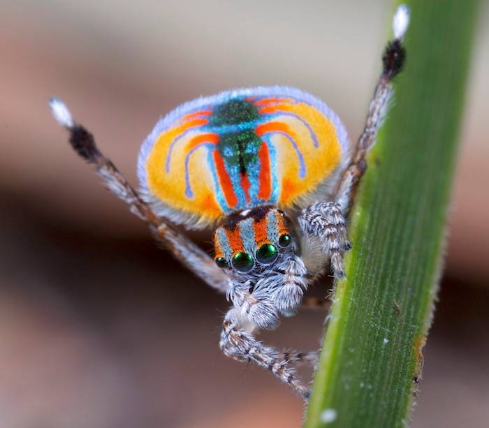 Ilustrasi Maratus volans (commons.wikimedia.org/Jurgen Otto)